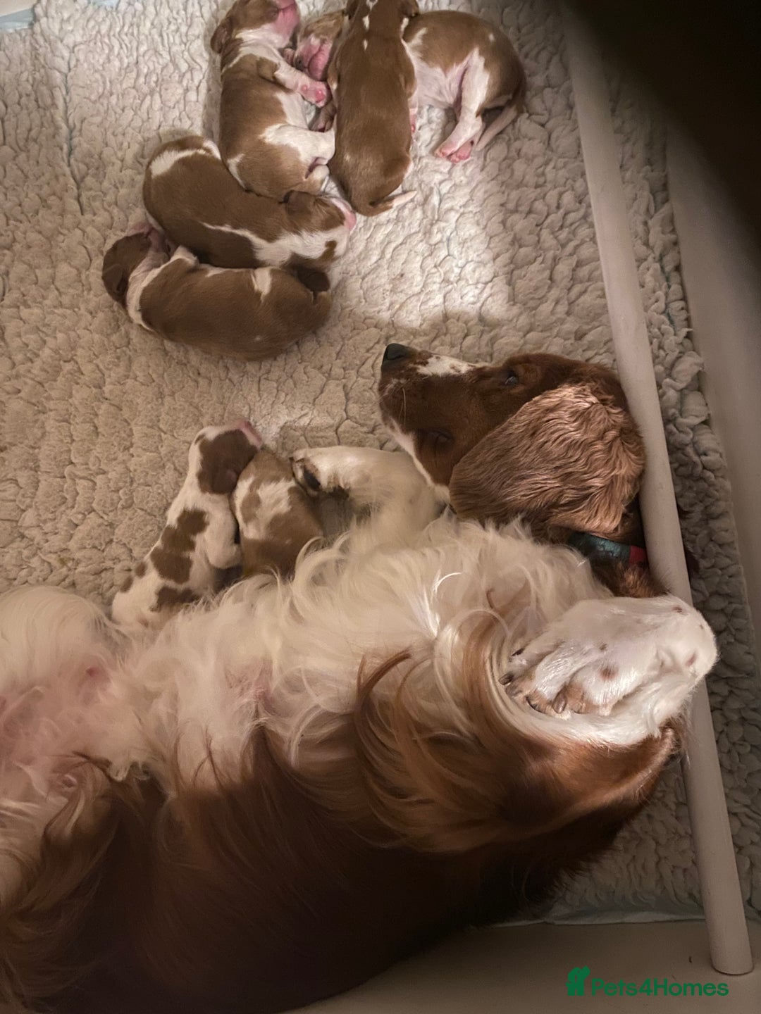 Welsh Springer Spaniel dogs for sale: Kc reg Welsh springer spaniel male puppies - Image 18
