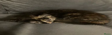 Tortoiseshell cat 