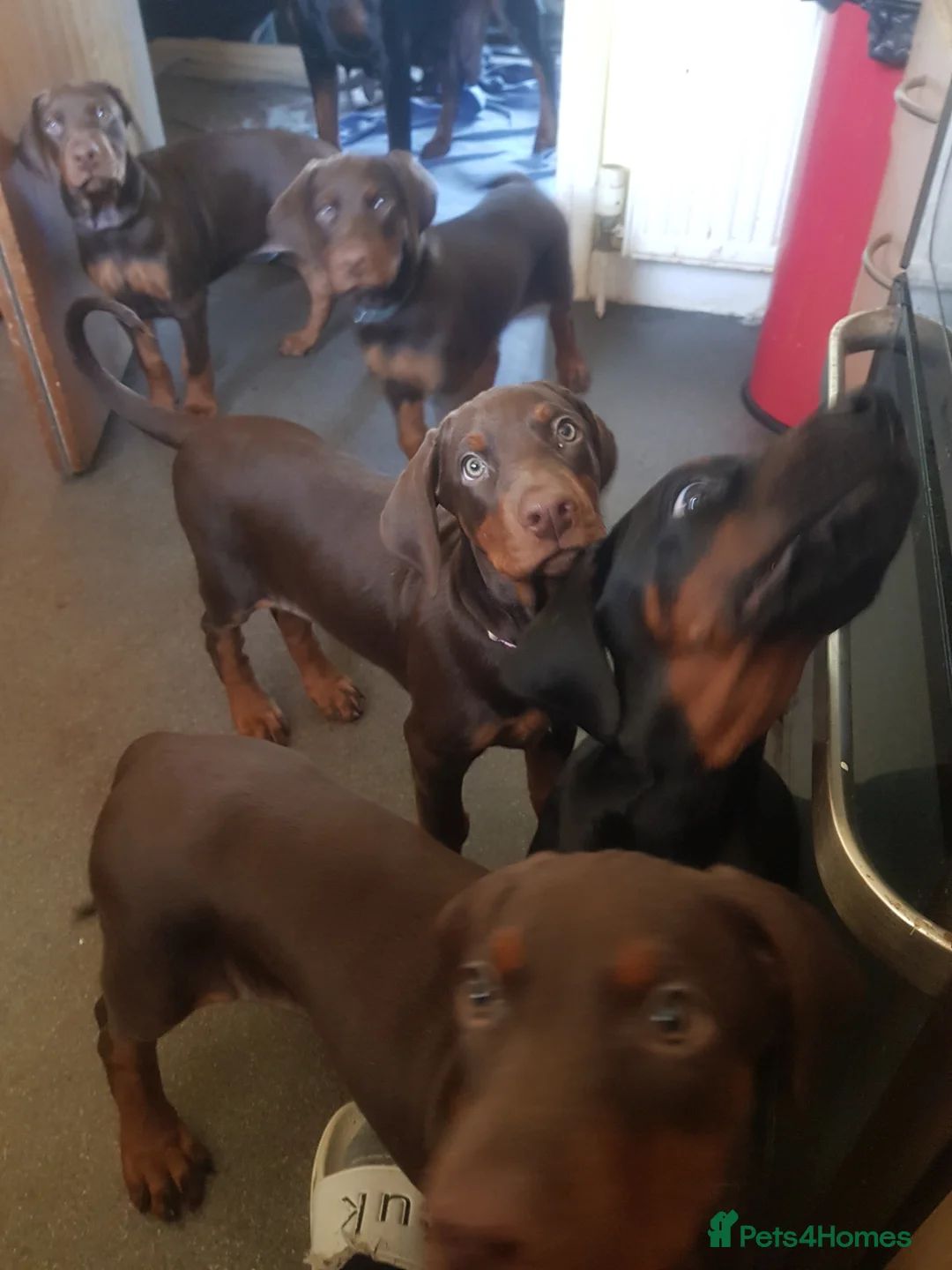 Dobermann dogs for stud: Proven Euro Doberman Stud in London - Advert 16