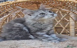 Maine Coon cats for sale: VARIOUS FULL PEDIGREE MAINE COON KITTENS FOR SALE in Rotherham - Image 13