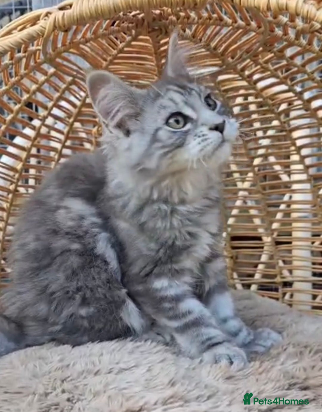 Maine Coon cats for sale: VARIOUS FULL PEDIGREE MAINE COON KITTENS FOR SALE in Rotherham - Image 13
