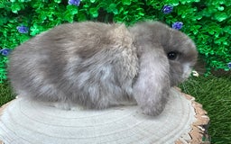 Mini Lop rabbits for sale: Stunning mini lop bunnies ready to reserve  - Advert 7