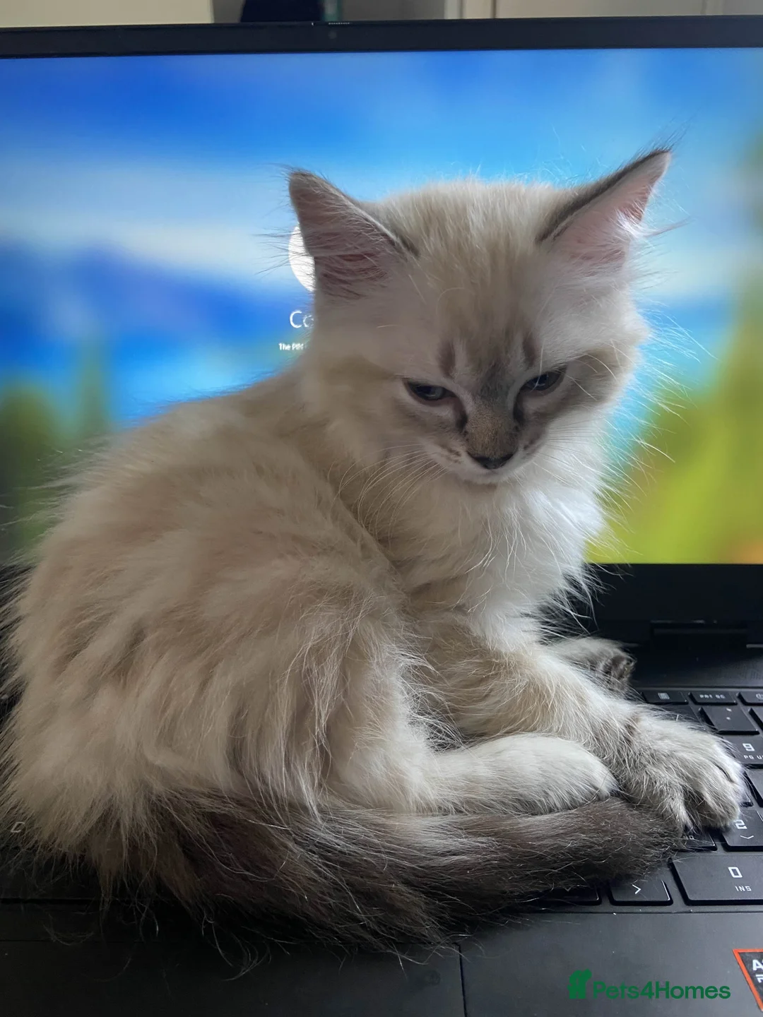 Ragdoll cats for sale: 1 Year Old Ragdoll Boy (+ Equipment) - Advert 8