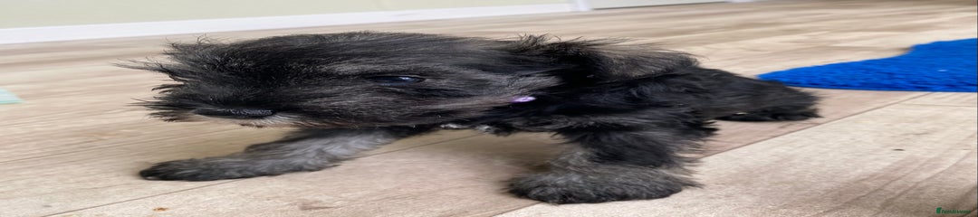 Miniature Schnauzer Puppy 3