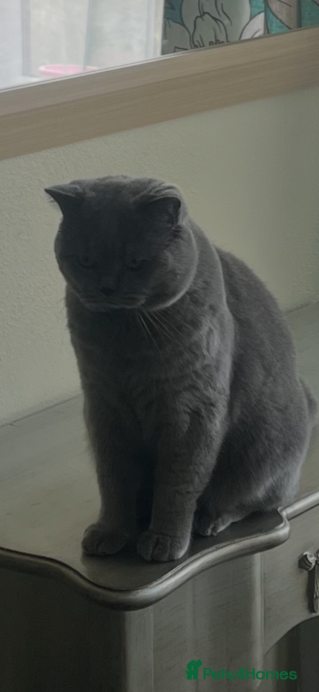 British Shorthair cats for stud: British Shorthair Gentleman Looking for aLady  - Advert 2