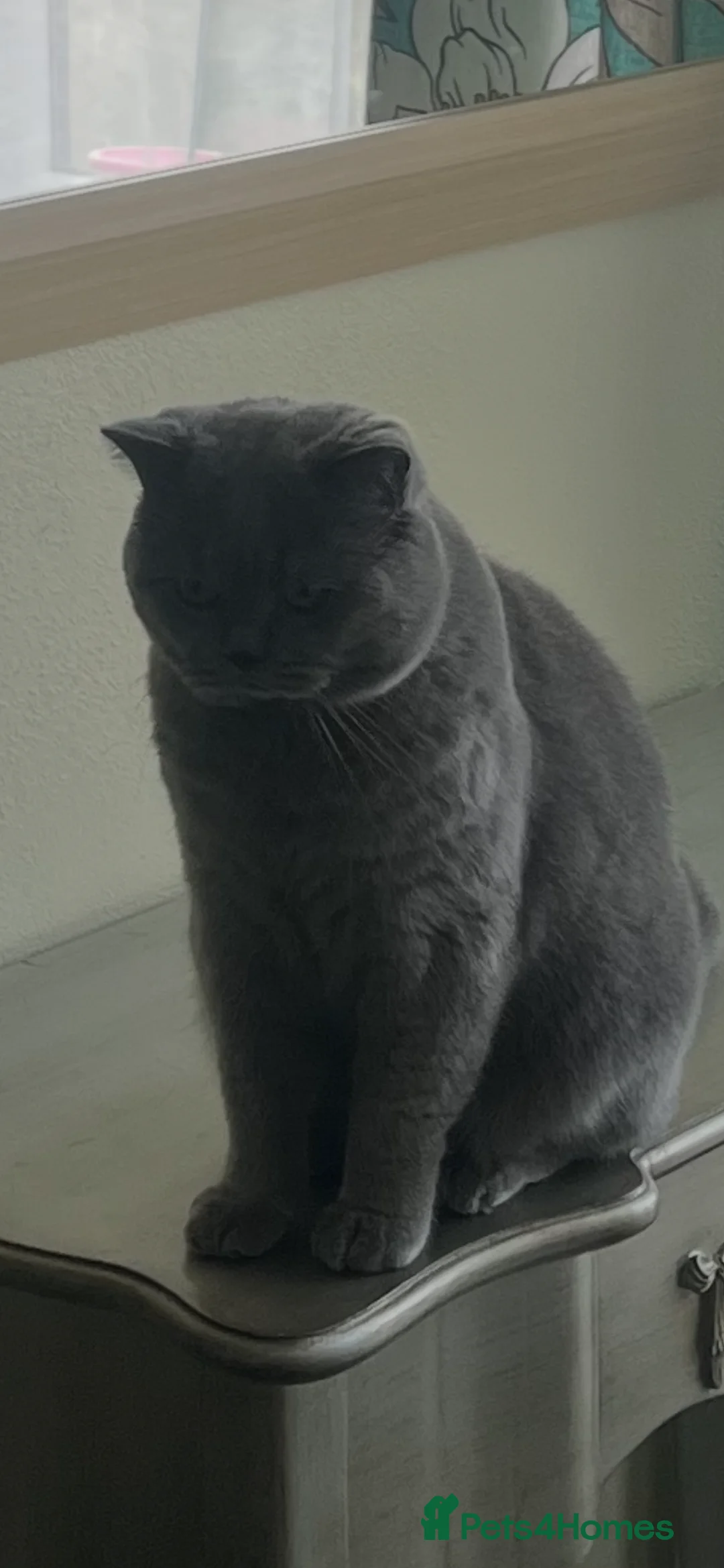 British Shorthair cats for stud: British Shorthair Gentleman Looking for aLady  - Advert 2