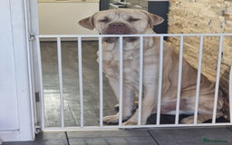 Mixed Breed dogs for sale: Central asian shepard cross - Image 1