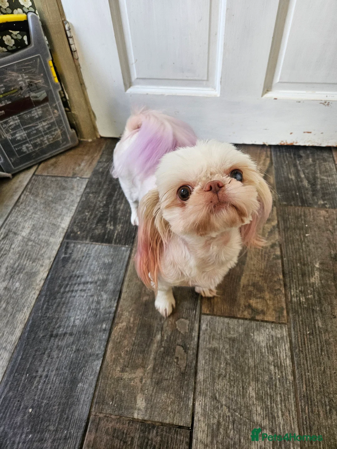 Shih Tzu dogs for sale: Stunning imperial girl - Advert 5