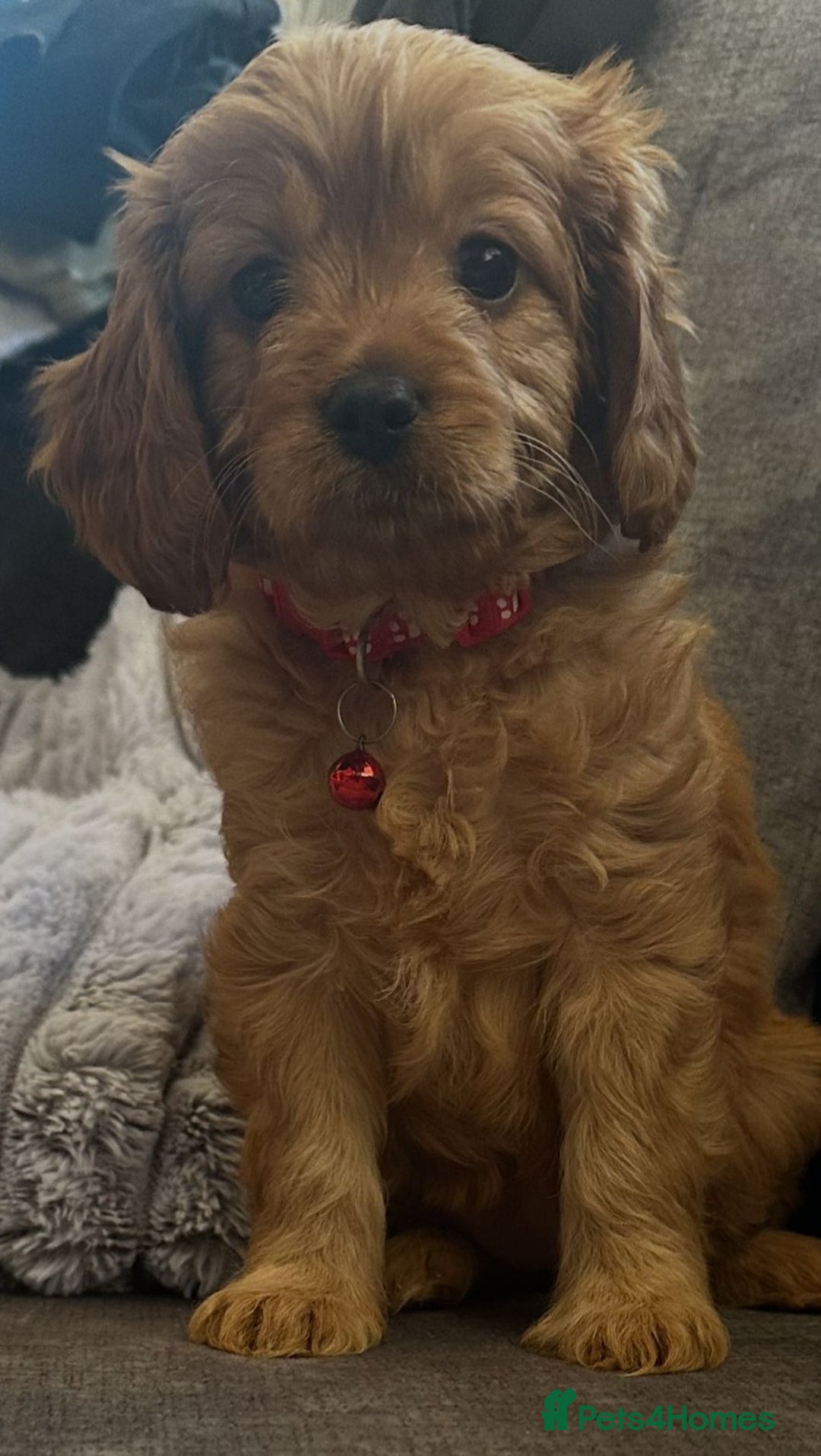 Cavapoo dogs for sale: Beautiful Cavapoo F2 puppies  for sale - Image 10