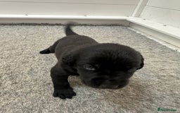Mastiff dogs for sale: Pedigree Puppies of our Portuguese cattle dogs. - Image 16