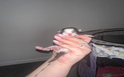 Mixed Breed cats for sale: Half sphinx and half short haired kittens  - Image 1
