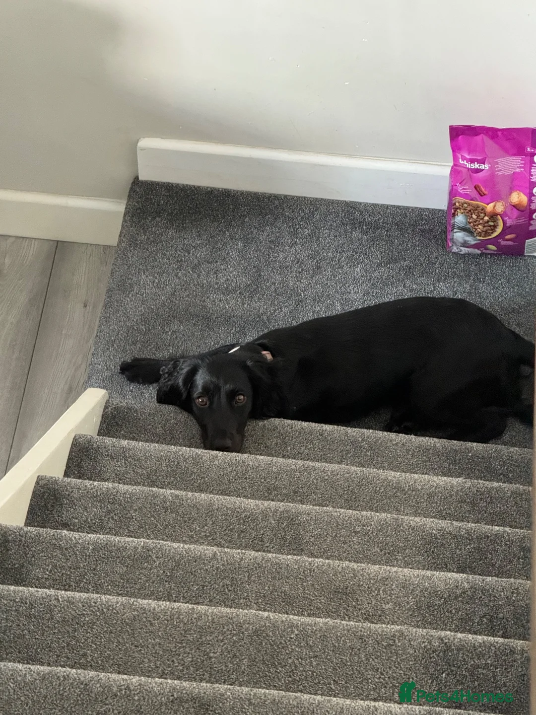 Cocker Spaniel dogs for sale: Black Cocker Spaniel - Advert 4