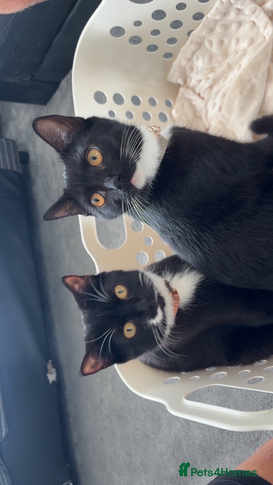 Mixed Breed cats for sale: 2 Cats for sale - Advert 9