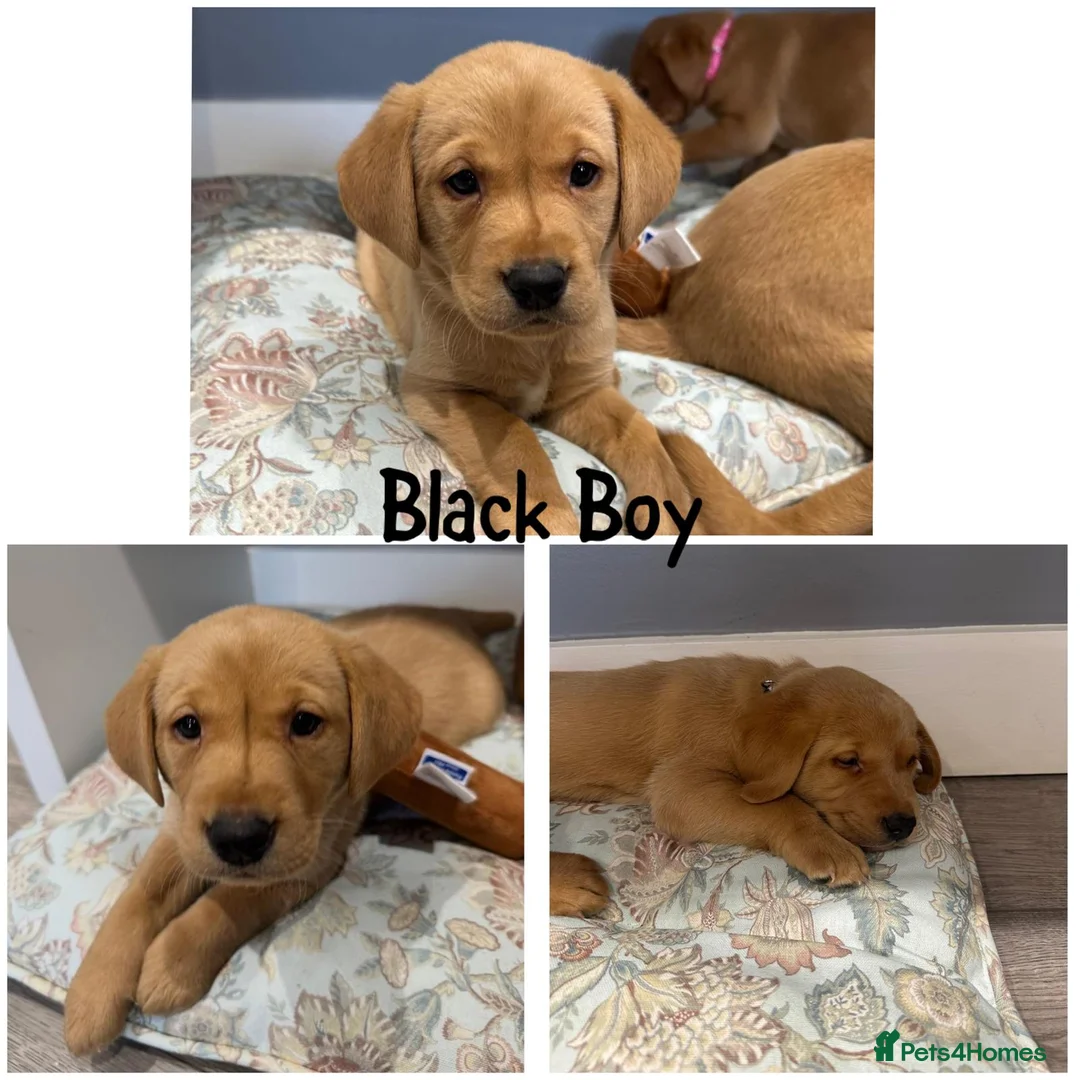 Labrador Retriever dogs for sale: Gorgeous Labrador Retriever Puppies  - Advert 2