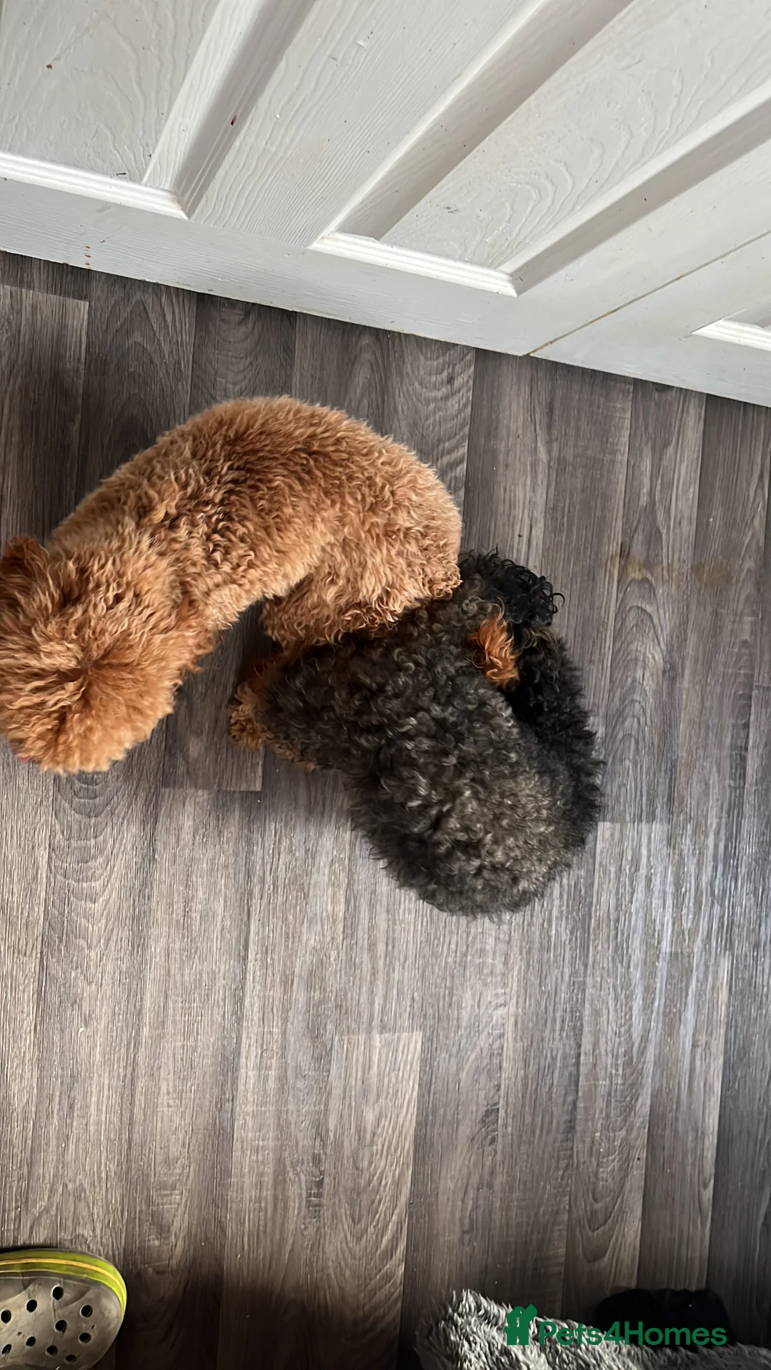 Toy Poodle dogs for stud: 🌹 RED TOY POODLE 9 INCH 2.8 KG HEALTH TESTED 🌹 in Romford - Advert 13