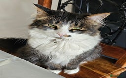 Mixed Breed cats for sale: Unique mixed breed stunning girl - Image 9
