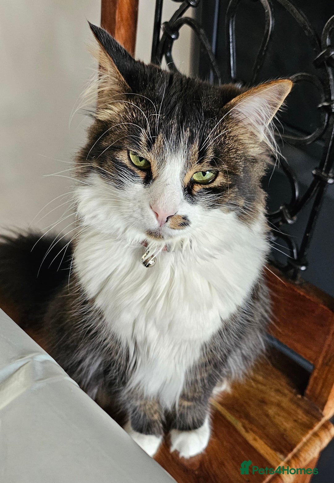 Mixed Breed cats for sale: Unique mixed breed stunning girl - Image 9
