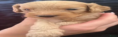 Cockapoo 2
