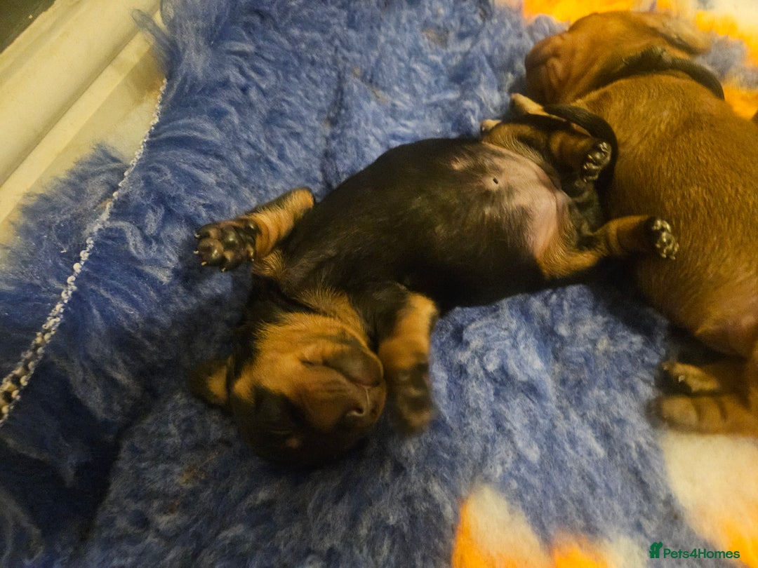 Miniature Dachshund dogs for sale: Kc registered minature Dachshunds - Advert 9