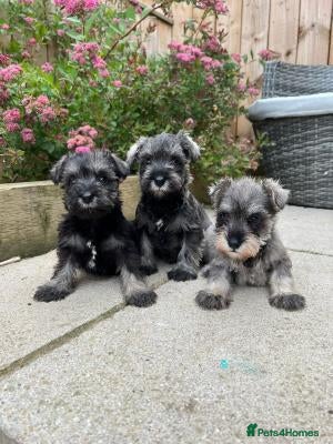 Miniature Schnauzer dogs Pure Miniature Schnauzers Ready Now - Advert 1