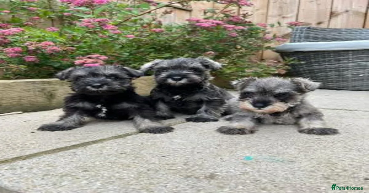 Miniature Schnauzer Puppies for sale in Stafford, Staffordshire ...
