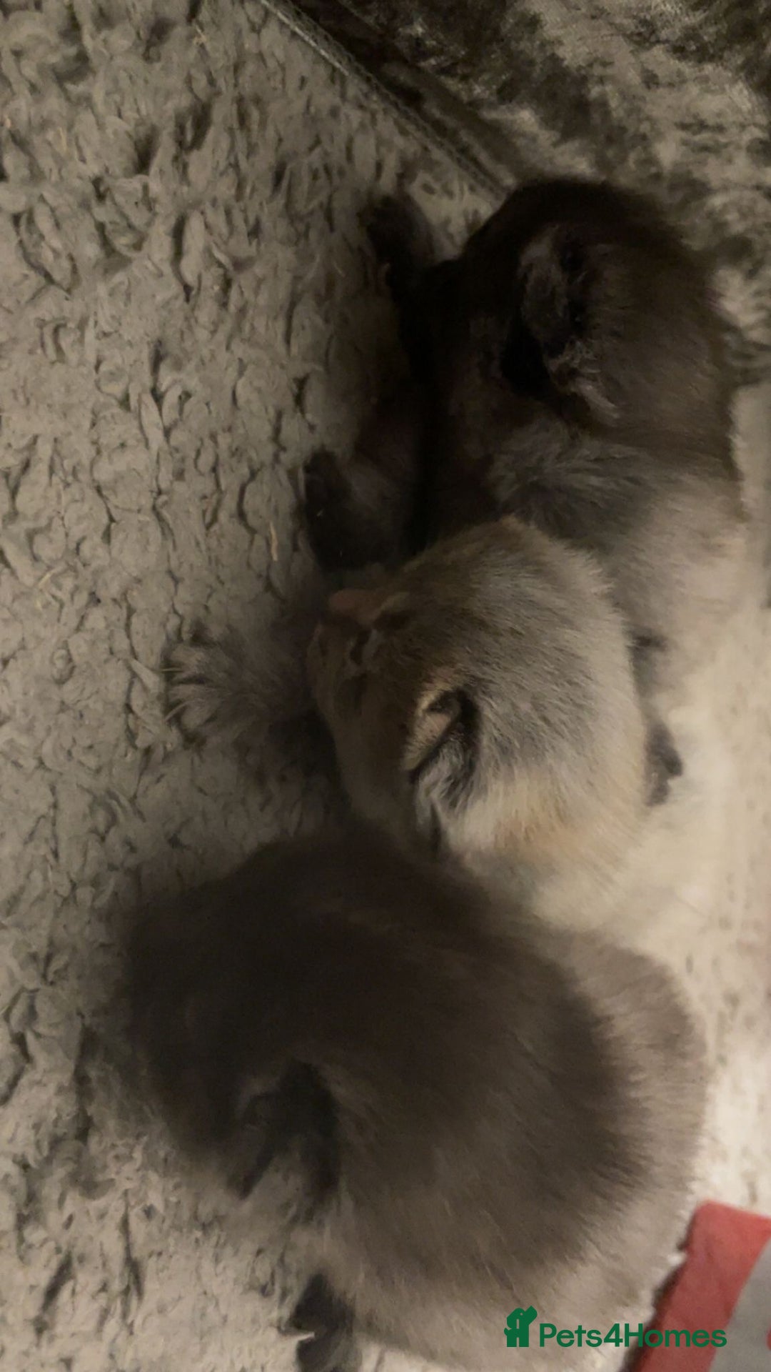 Domestic Shorthair cats for sale: 3 gorgeous kittens  - Advert 5