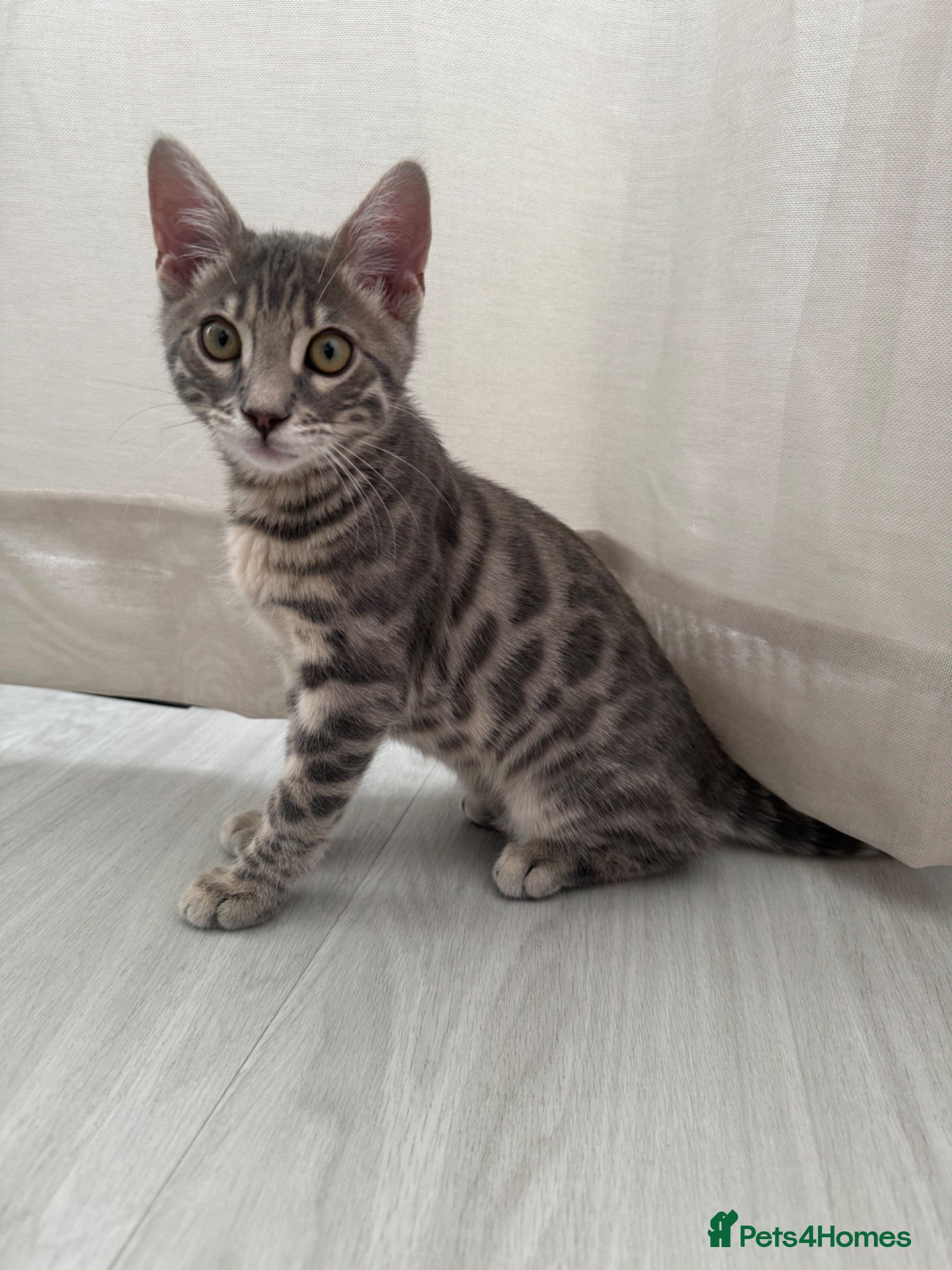 Bengal cats Pedigree Silver Bengal kitten - Advert 7