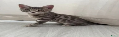 Zuko
