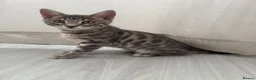 Bengal cats for sale: Pedigree Silver Bengal kitten in London - Advert 1