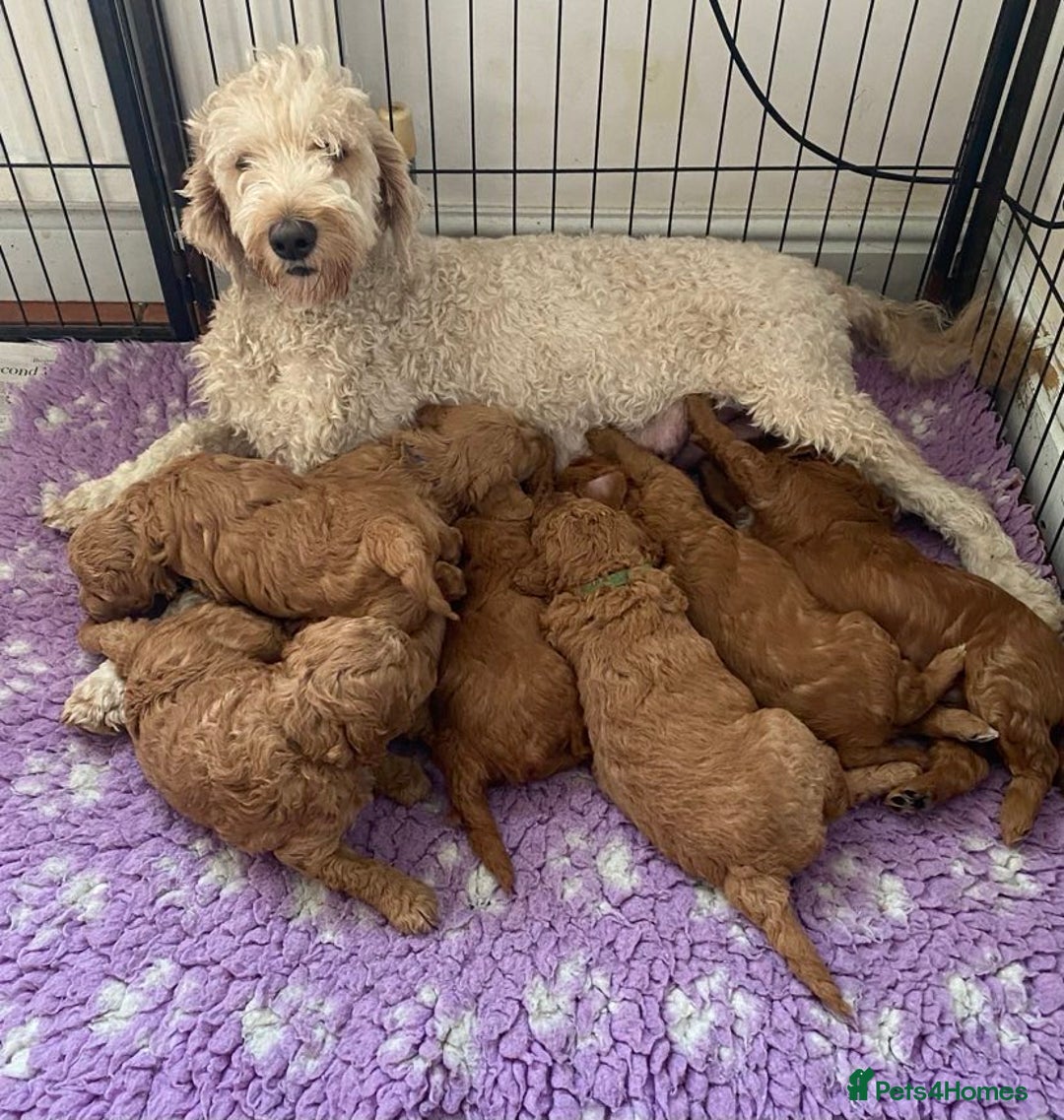 Labradoodle dogs for sale: Beautiful Labradoodle puppies - Image 7