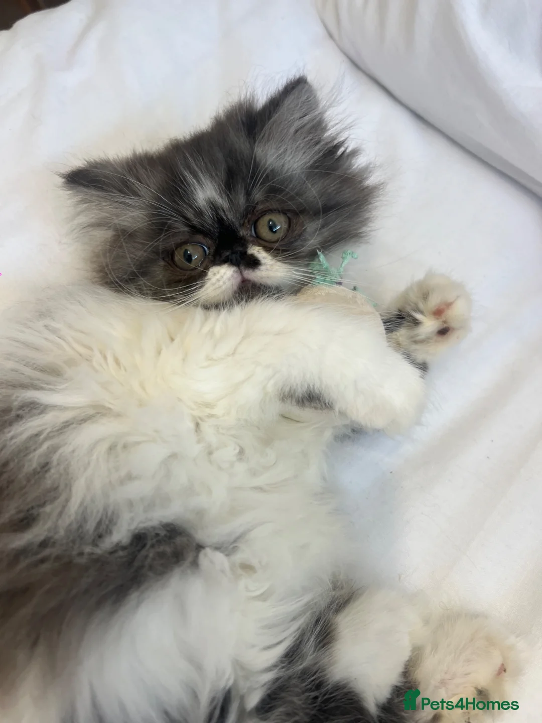Exotic cats for sale: Exotic Persians  - Advert 1