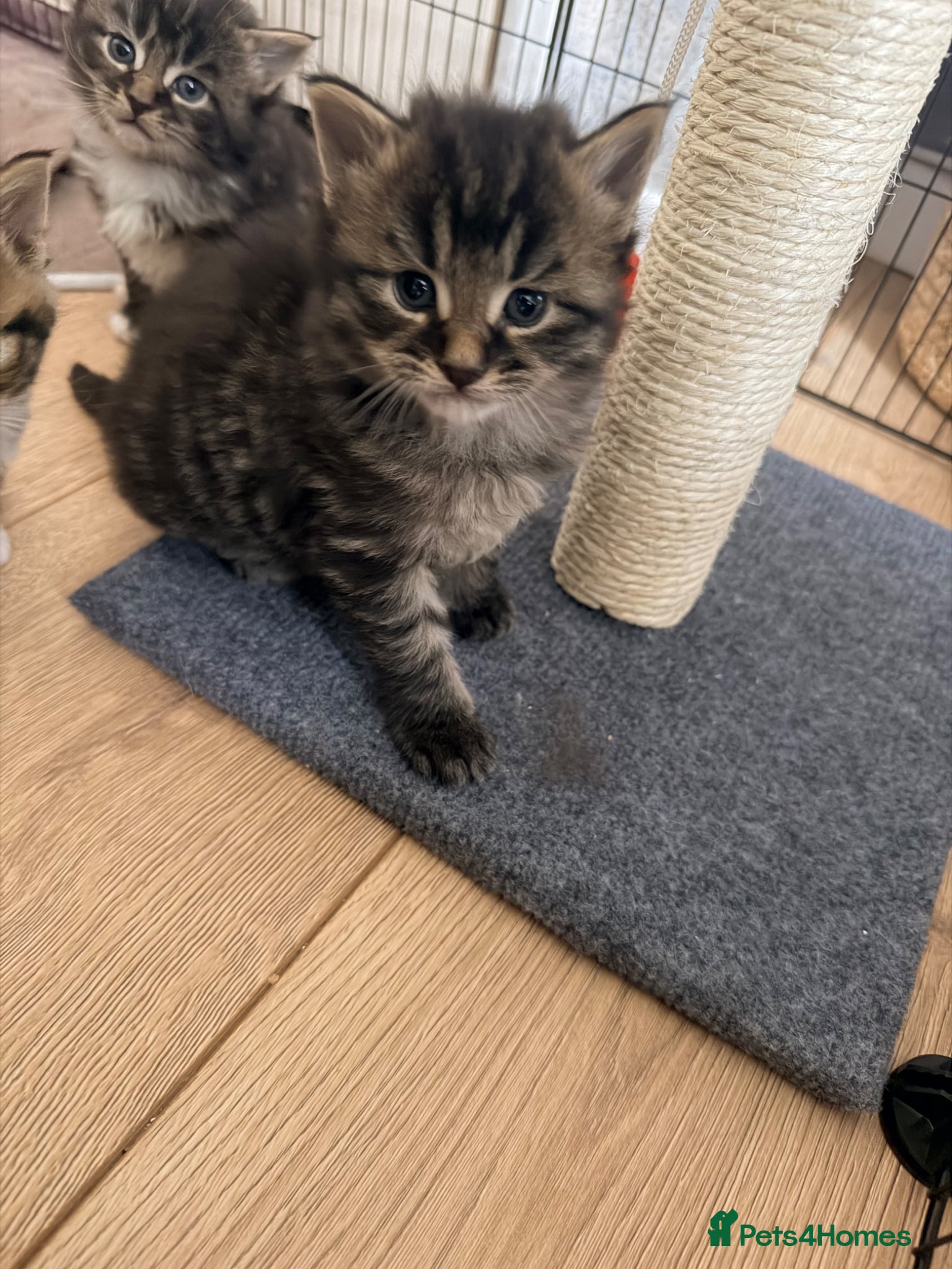 Maine Coon cats Mainecoon kittens 1 boy left  - Advert 15