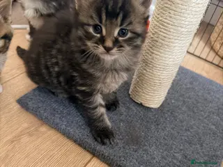 Maine Coon cats Mainecoon kittens 1 boy left - Advert 15