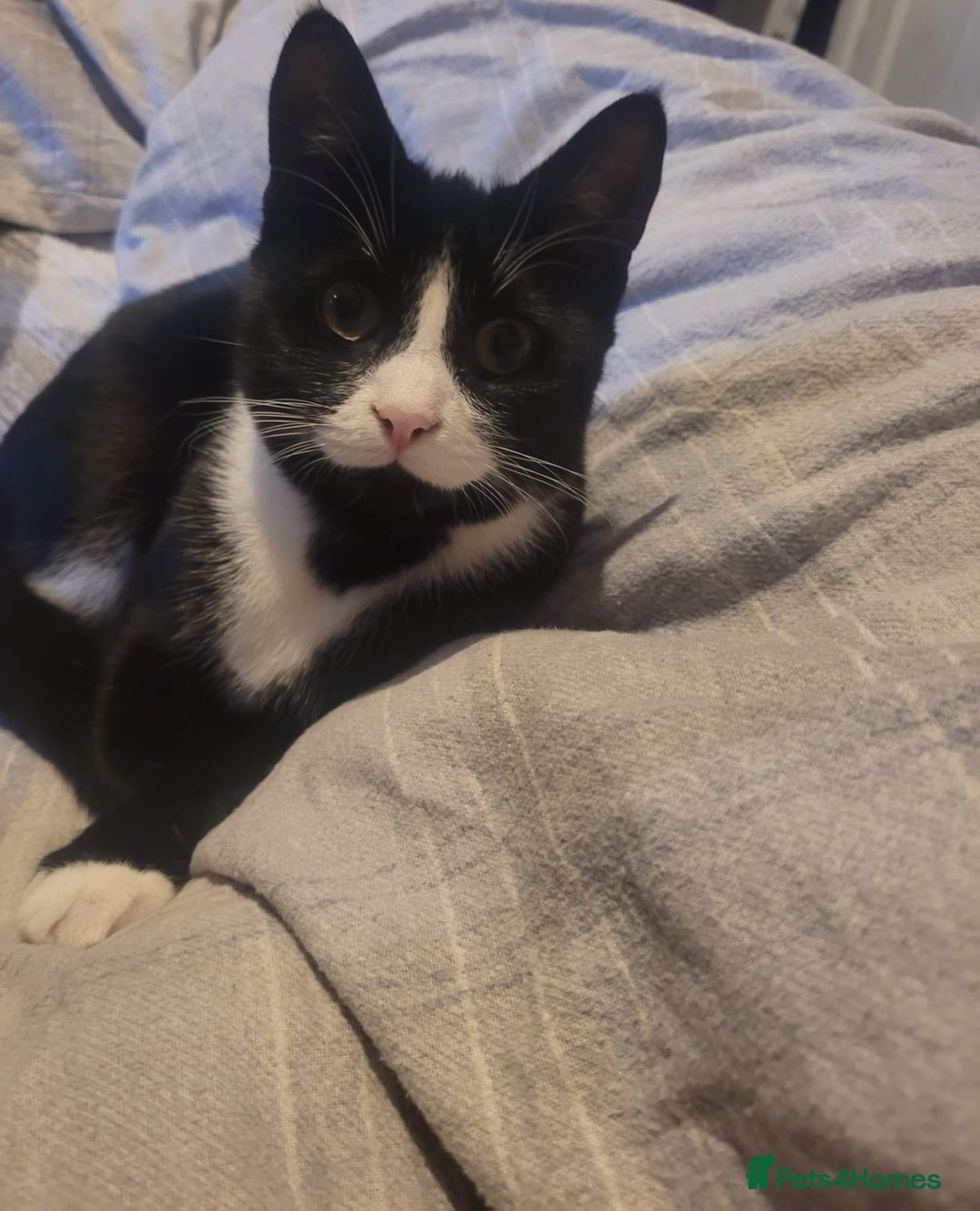 Mixed Breed cats for sale: Black and white kitten  - Image 2