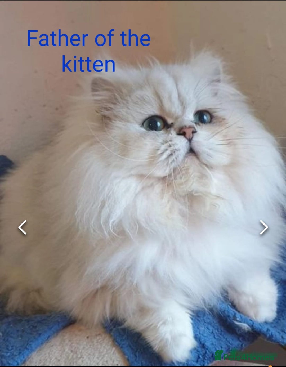 Persian cats for sale: 💖Beautiful Pedigree Chinchilla Persian Kittens. - Advert 13