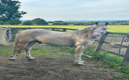 Welsh Section D horses for sale: Stunning palomino Section D - Image 2