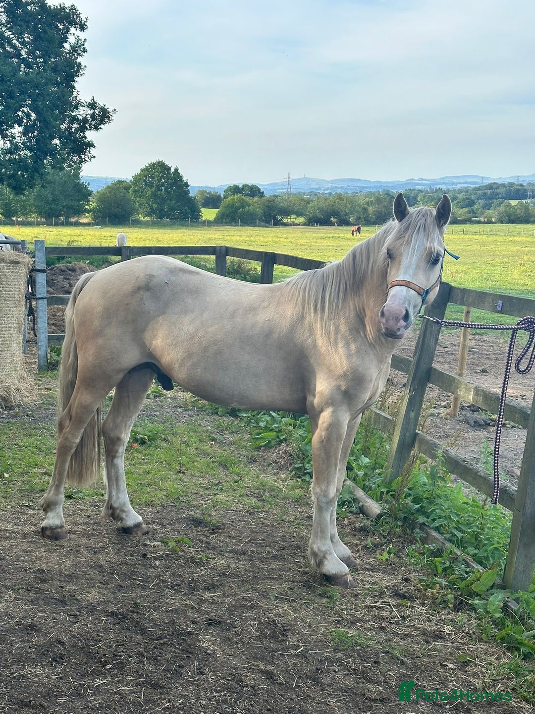 Welsh Section D horses for sale: Stunning palomino Section D - Image 2