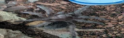 Tarantulas invertebrates for sale: Various Tarantulas (read description)  - Advert 1
