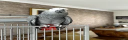 Parrots birds for sale: African Grey Parrot - Advert 2