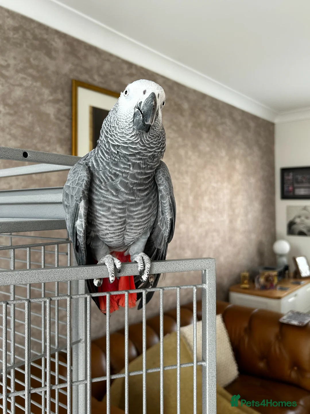 Parrots birds for sale: African Grey Parrot - Advert 2