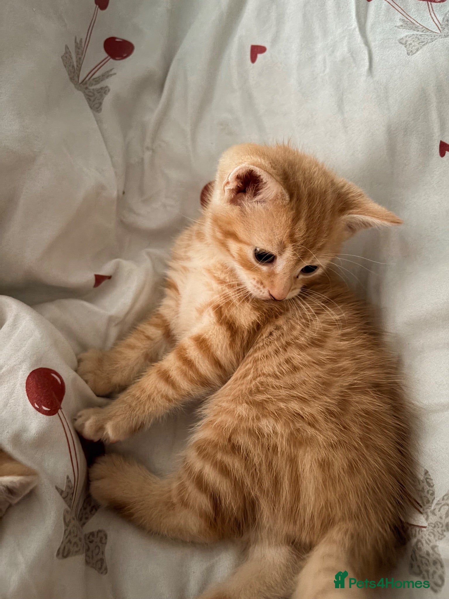 Domestic Shorthair cats 3 ginger and white boy kittens  - Advert 2