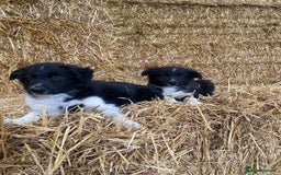 Welsh Collie dogs for sale: Beautiful Welsh Collie Puppies FOR SALE - Image 2