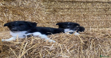 Welsh Collie dogs - Advert 1