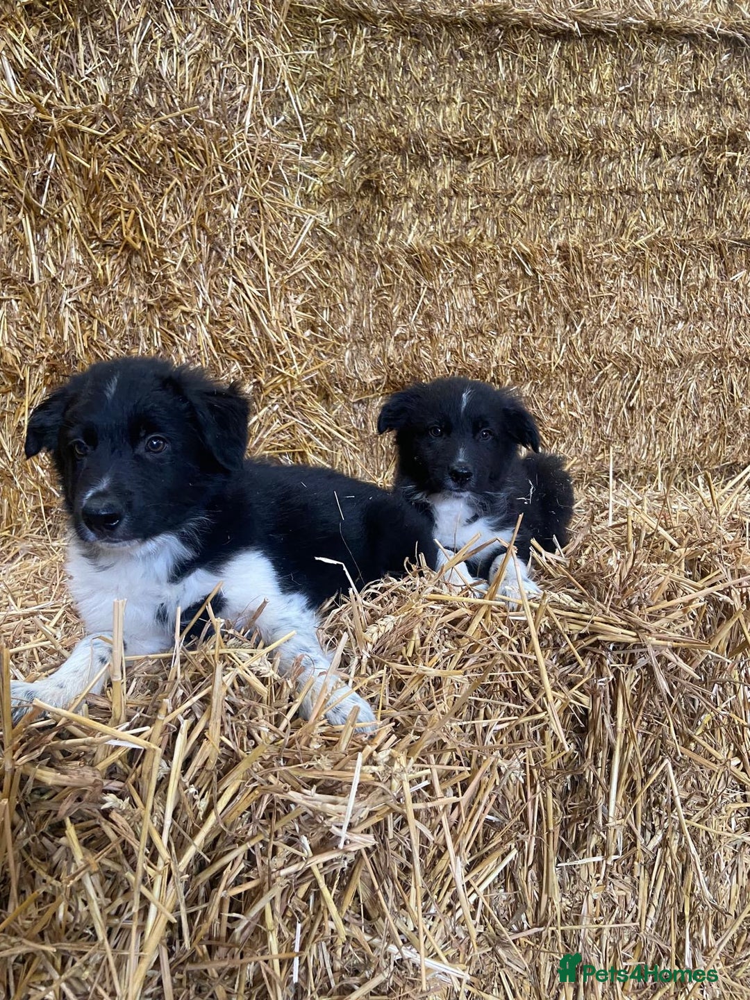Welsh Collie dogs for sale: Beautiful Welsh Collie Puppies FOR SALE - Image 2