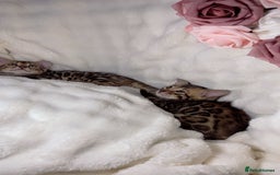 Bengal cats for sale: 2 Female Pure Bengals Ready For A New Home 🏡 - Advert 3