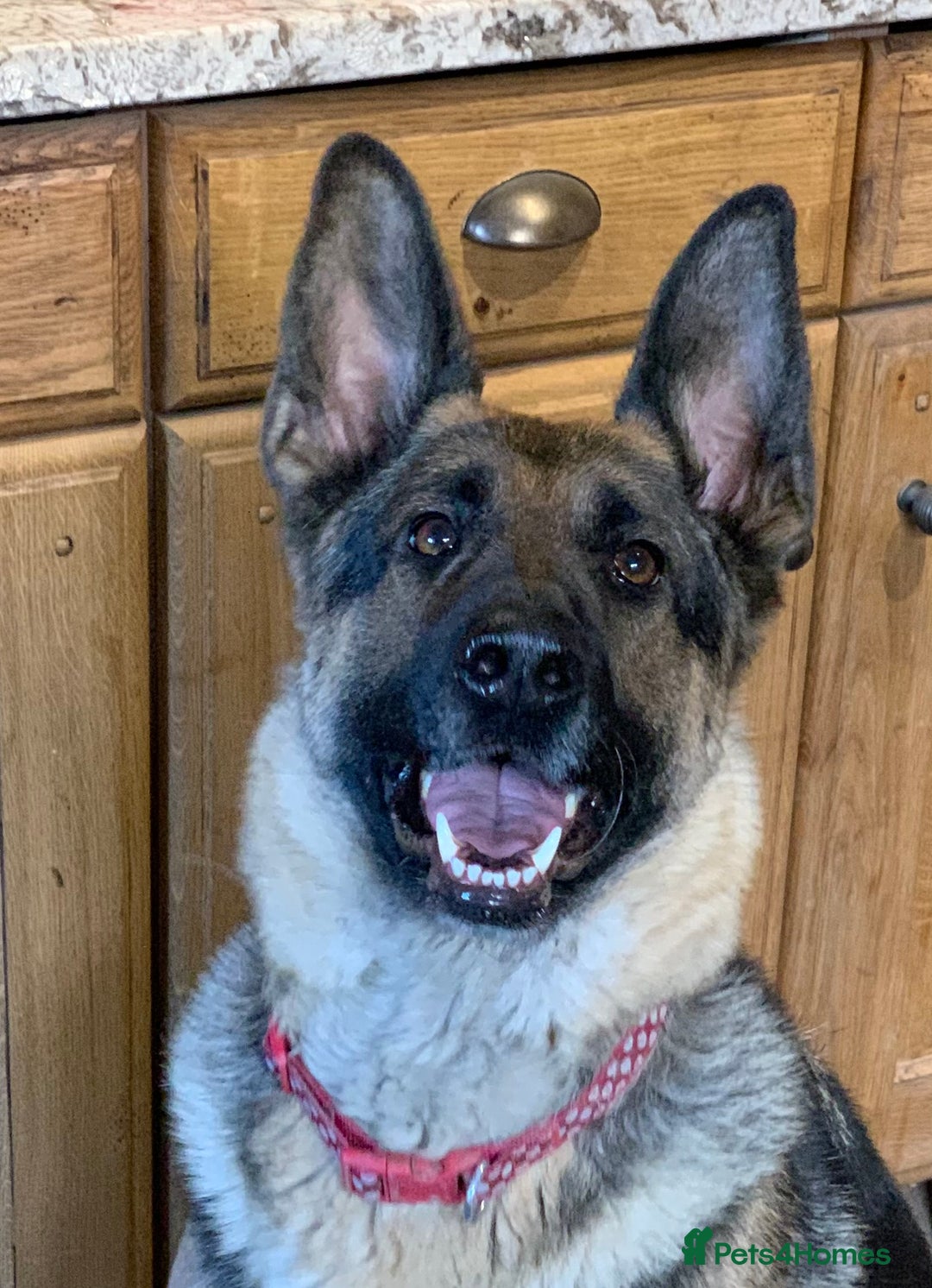 German Shepherd dogs for sale: German shepherd girl  - Advert 3