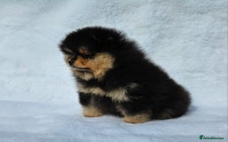 Pomeranian dogs for sale: Tiny Russian-Line Black & Tan Girls – Ready Now - Image 7