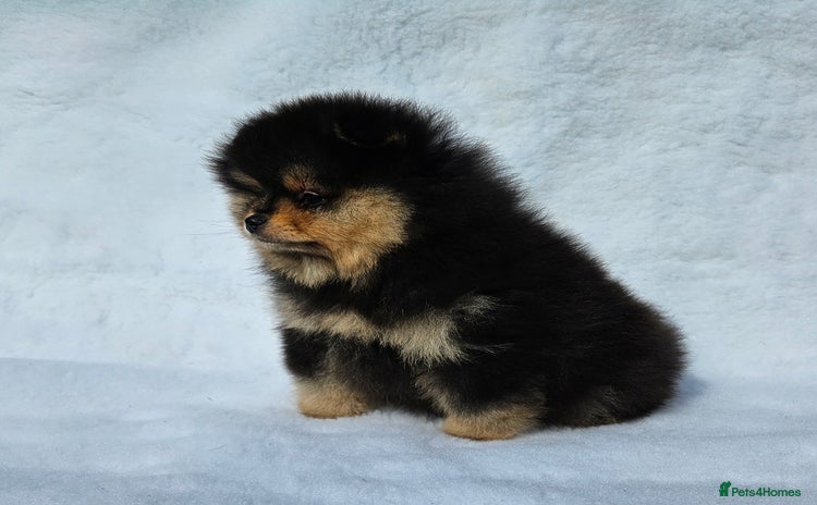 Pomeranian dogs - Advert 12