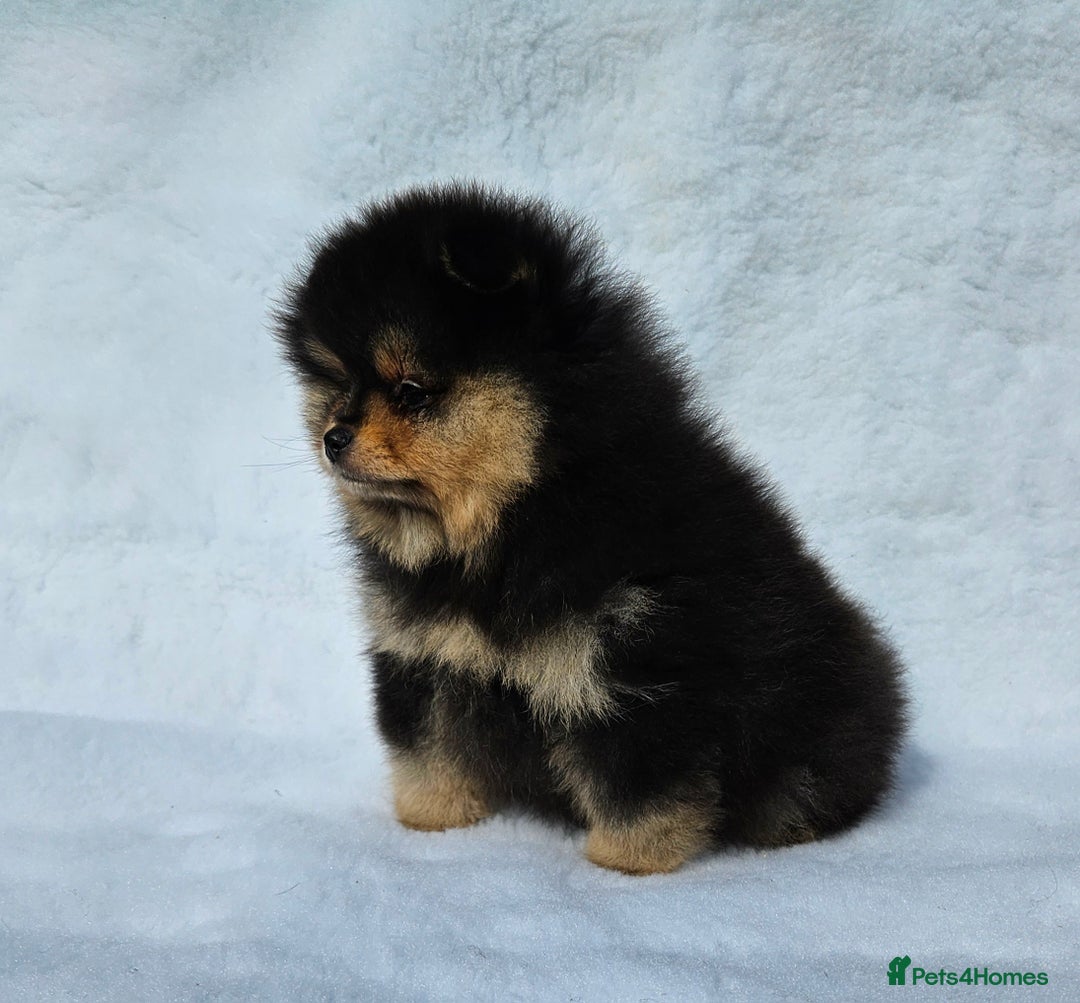 Pomeranian dogs for sale: Tiny Russian-Line Black & Tan Girls – Ready Now - Image 7
