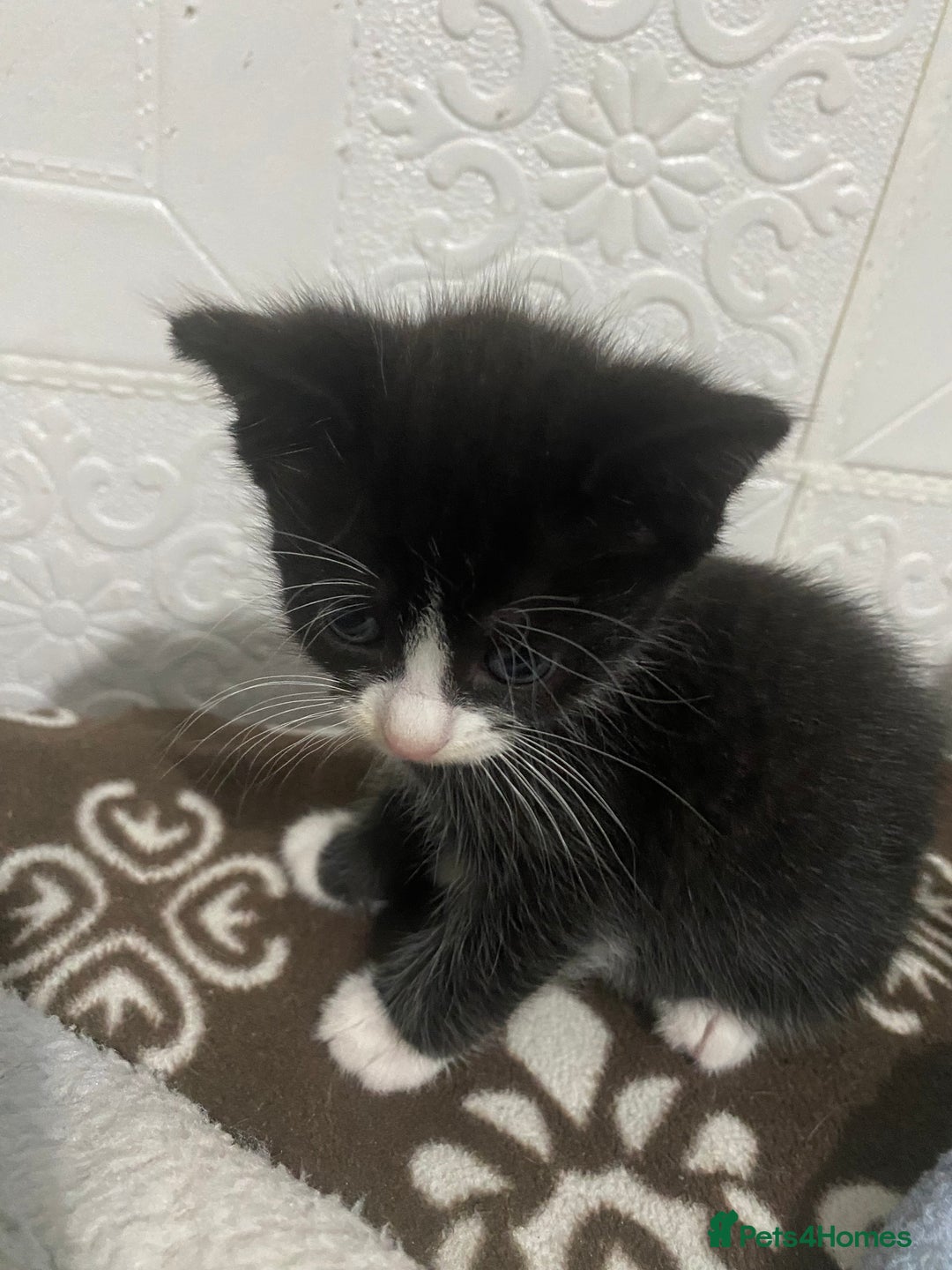 Mixed Breed cats for sale: 5 beautiful black and white kitties  - Image 6